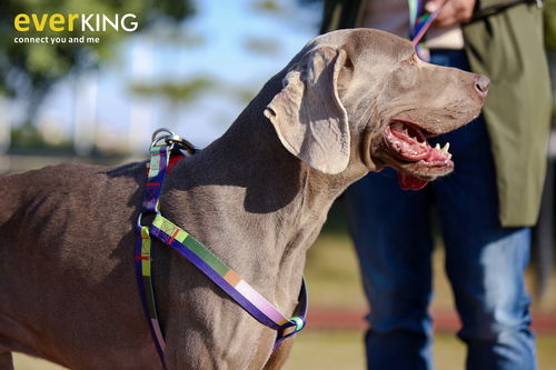 寵物攝影新潮流 everking用品與創意道具的完美融合